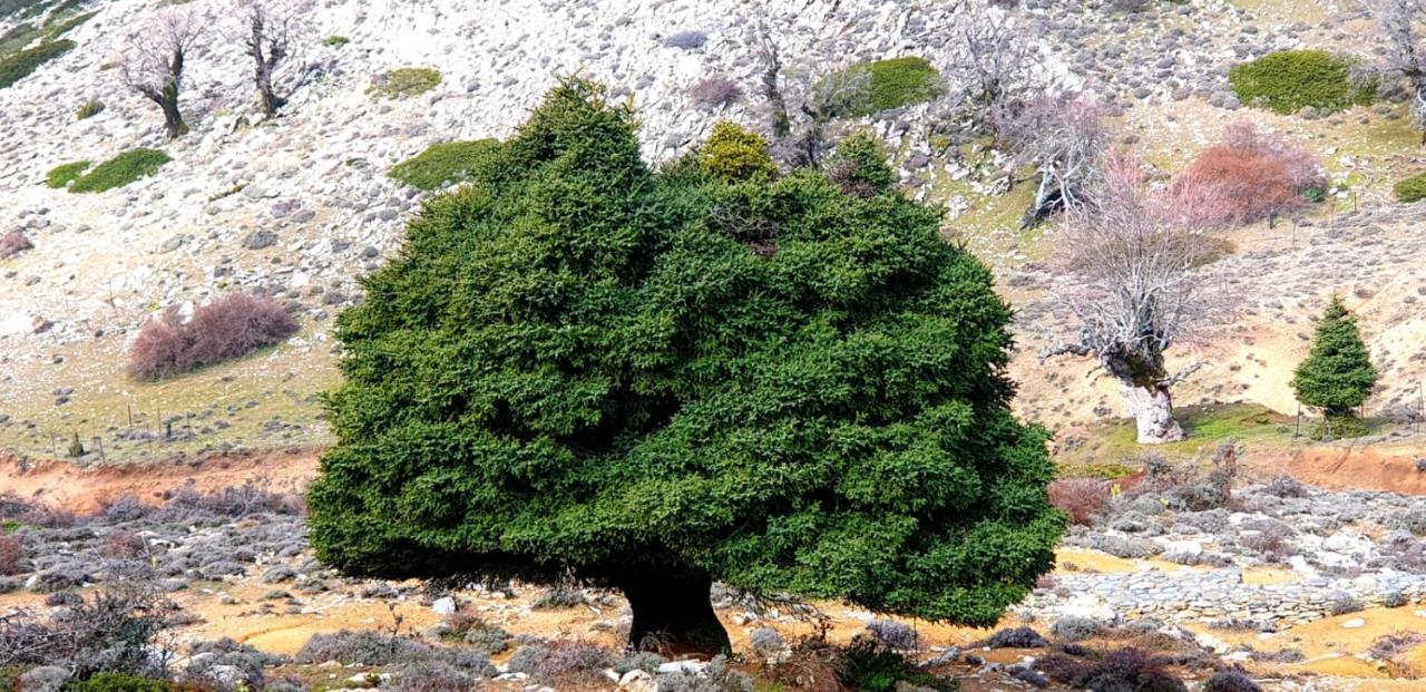 Hotel Sierra Hidalga Ronda Dış mekan fotoğraf